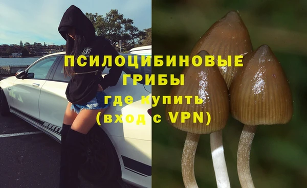 стаф Алзамай